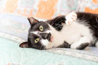 A special needs cat at Milo's Sanctuary