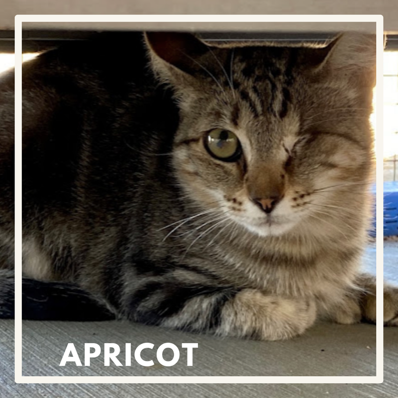 Apricot