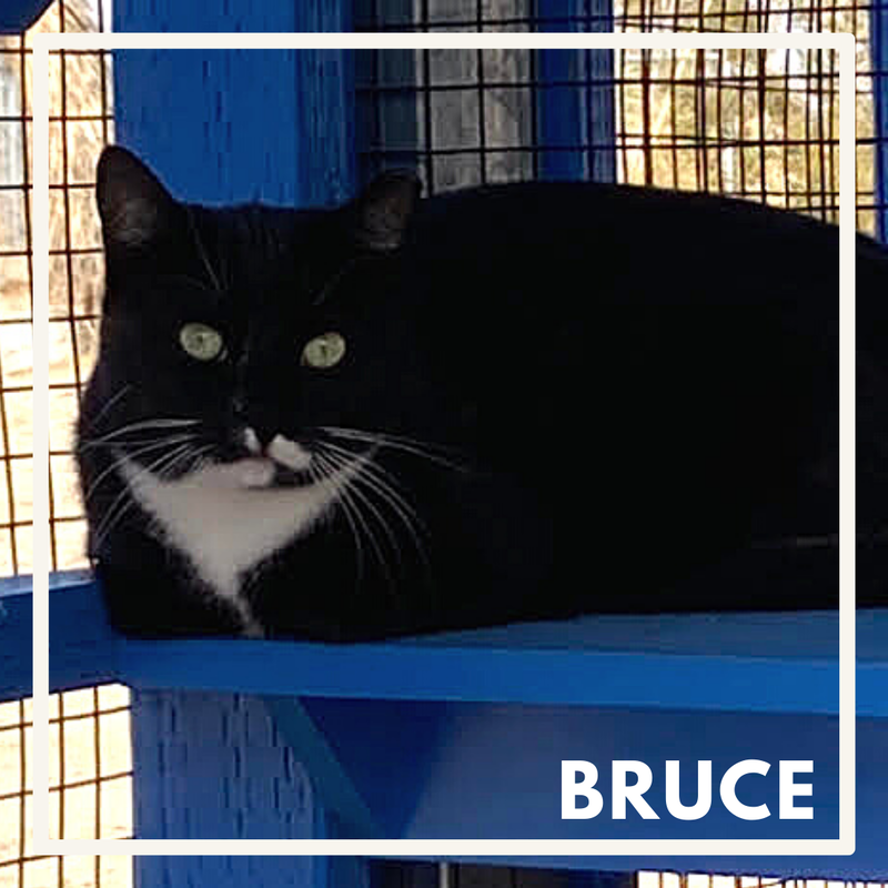 Bruce