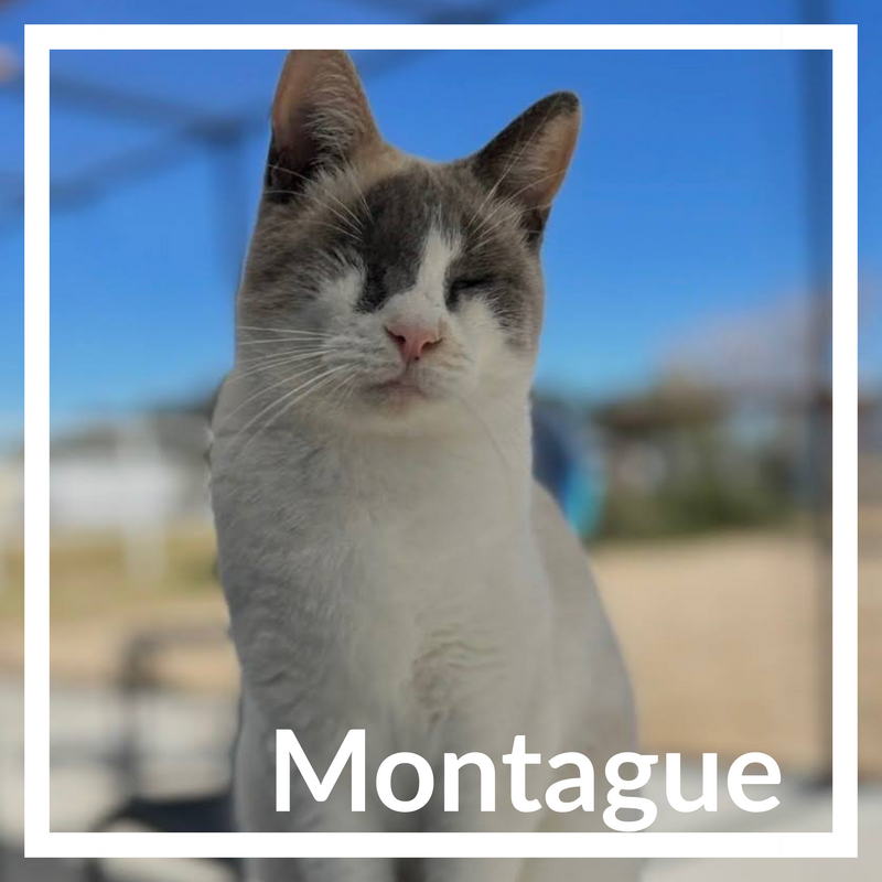 Montague