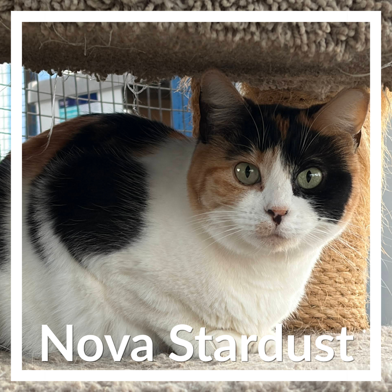 Nova Stardust