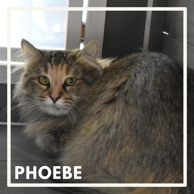 Phoebe