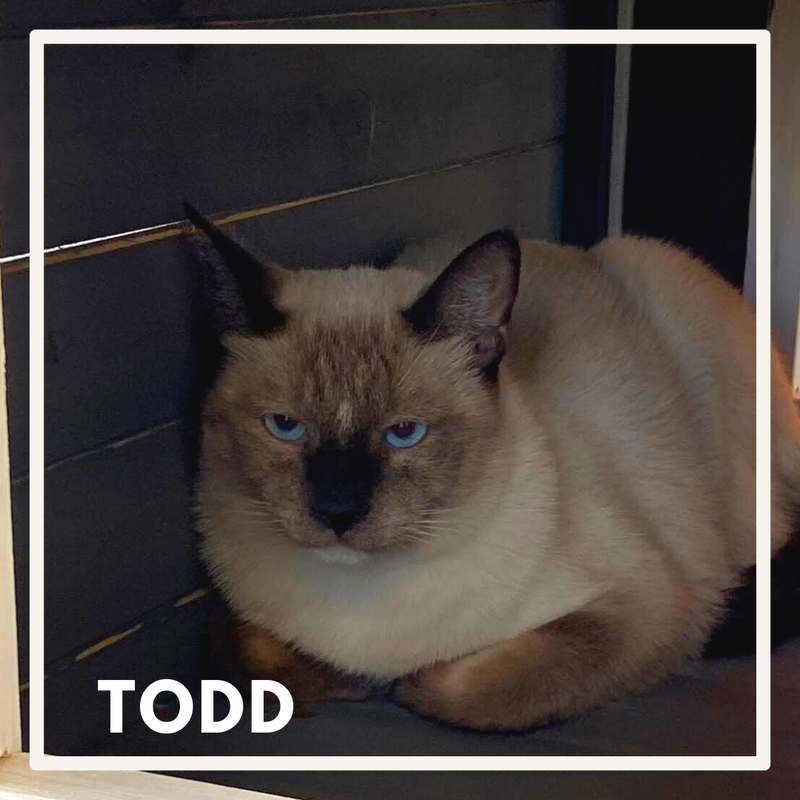 Todd