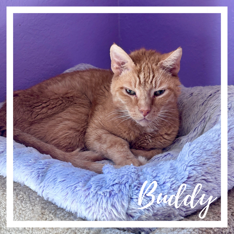 Buddy